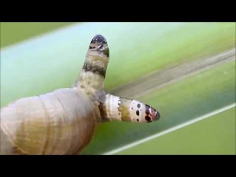 Youtube: Diese Schnecke ist ein willenloser Zombie