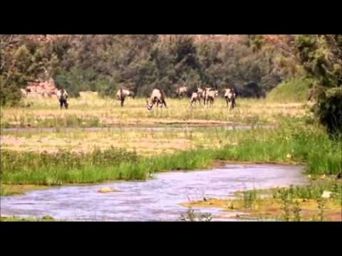 Youtube: Desert Lions (Part 1 of 4)