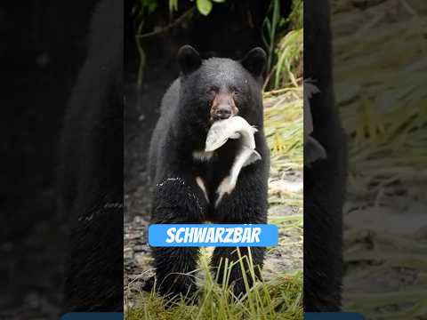 Youtube: Der Schwarzbär – süß, dreist & lebensgefährlich