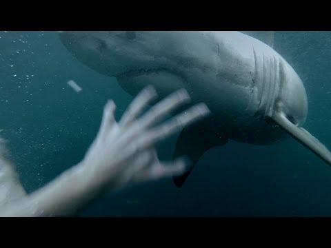 Youtube: GoPro: Man Fights Off Great White Shark In Sydney Harbour