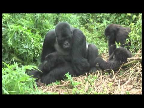 Youtube: Gorillas mating footage Rwanda - World Primate Safaris