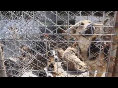 Youtube: Katastrophale Zustände in rumänischen Hunde-Tierheimen