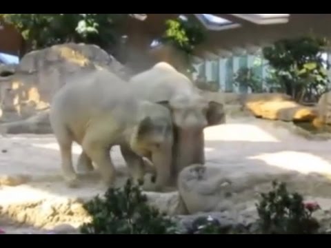 Youtube: Elefanten helfen ihrem Nachwuchs aus der Patsche