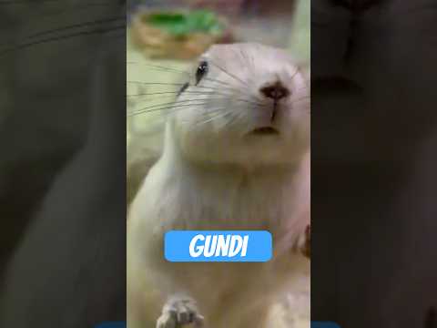 Youtube: Der Gundi – Wüstenboss im Plüschkostüm