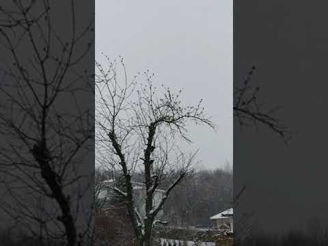 Youtube: Zeisigschwarm im Kirschbaum