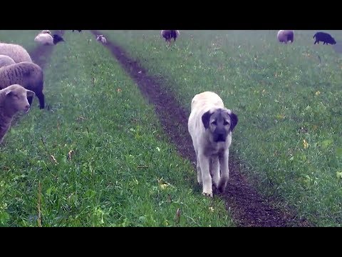 Youtube: Schutz vor dem Wolf: Kangals bewachen Schafherde in Scheeßel