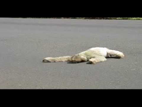 Youtube: Three-toed sloth road escort