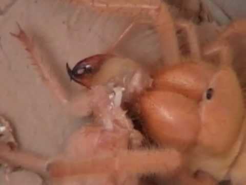 Youtube: camel spider eating