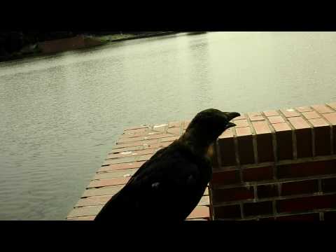 Youtube: a crow try to speak with me/ Krähe versucht zu sprechen