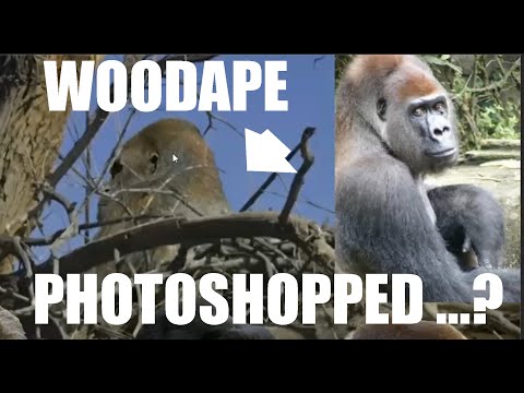 Youtube: BEWEIS, DASS DAS Foto des Ranchita-Waldaffen NICHT mit Photoshop bearbeitet wurde (ThinkerThunker)