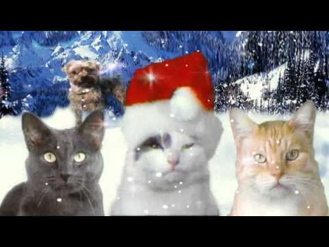 Youtube: JINGLE CATS Let It Snow Cat SCREEN TEST 006 HD