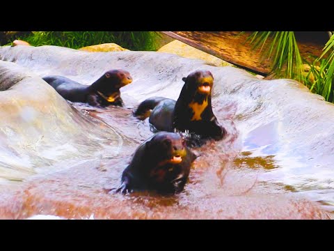 Youtube: Funny Otters Compilation - TRY NOT LAUGH 🤣 || PETASTIC 🐾