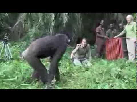 Youtube: Was dieser Schimpanse macht Das musst du gesehen haben