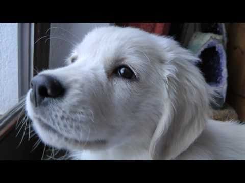 Youtube: Golden Retriever Puppy Henry - 10 Weeks old