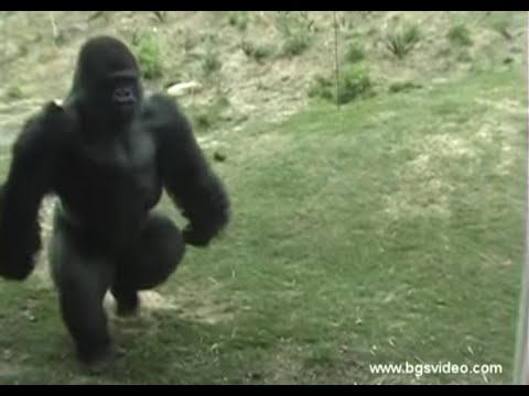 Youtube: Gorilla Walks/Runs Upright Like a Man (long)