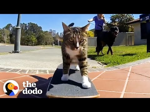 Youtube: Most Talented Cats in the World | The Dodo