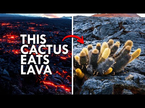 Youtube: This Cactus Eats Lava For Breakfast