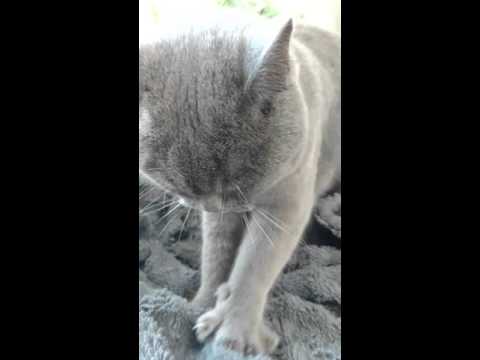 Youtube: Katze tretelt - Britisch Kurzhaar
