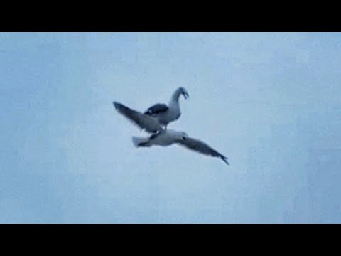 Youtube: Seagull riding on another seagull