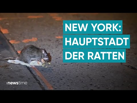 Youtube: Neue Attraktion: New York bietet Rattentouren durch die Stadt