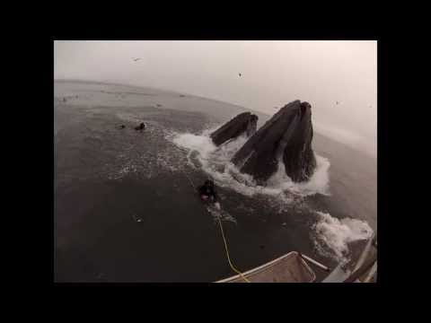 Youtube: Whales almost eat Divers (Original Version)
