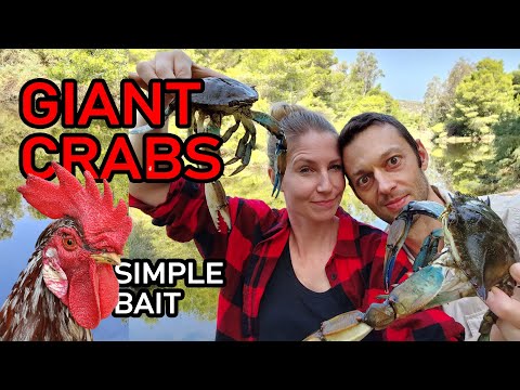 Youtube: CATCHING BLUE SWIMMER CRABS Survival Style  (no hook, net) - Catch Clean Cook