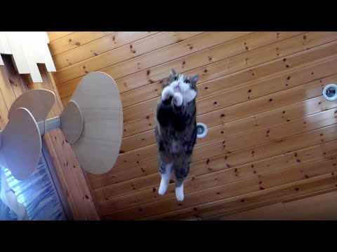 Youtube: 冷蔵庫とまるとはな。-The refrigerator and Maru&Hana.-