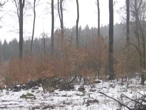 Youtube: flying girl in russian wood