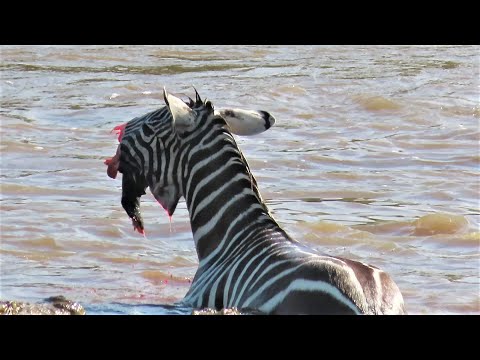 Youtube: Crocodiles Bite The Face Off Zebra While Crossing Mara River on a Safari in Kenya