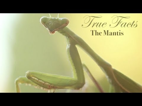 Youtube: True Facts About The Mantis