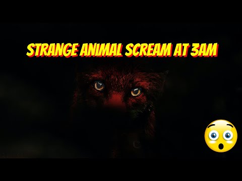 Youtube: Scary SCREAM at night outside my house!