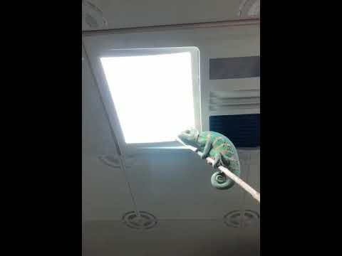 Youtube: Who needs a fly swatter when you have a chameleon