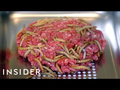 Youtube: London’s First Insect Farm Wants People To Eat Worms