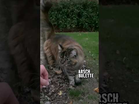 Youtube: Nicht meine Ohren berühren‼️