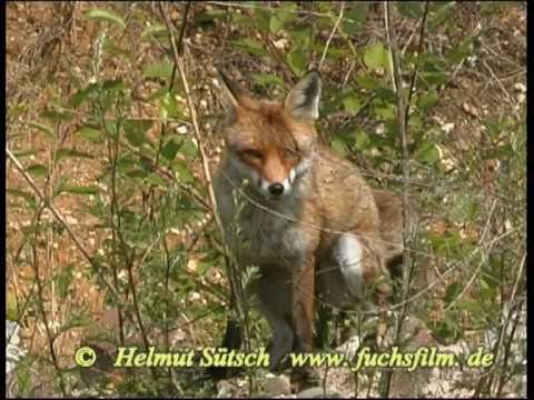 Youtube: Bellender Fuchs - barking red fox