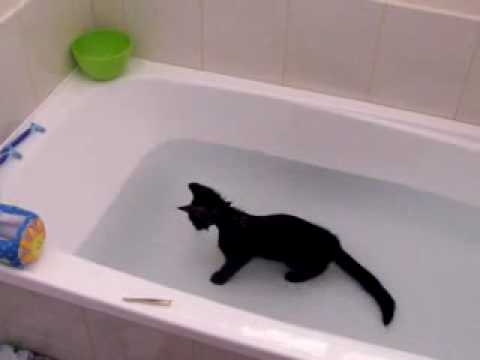 Youtube: Crazy cat, loves water