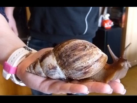 Youtube: WA.de-Serie: Riesenschnecken als Haustiere