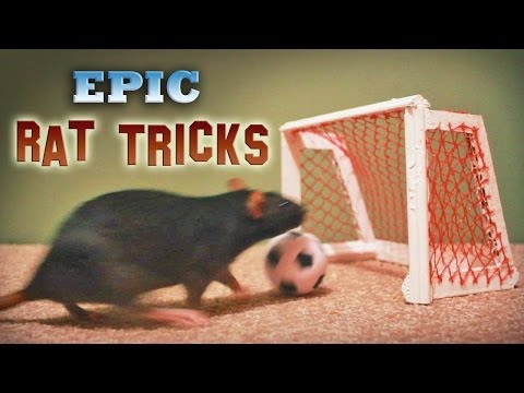 Youtube: Epic Rat Tricks