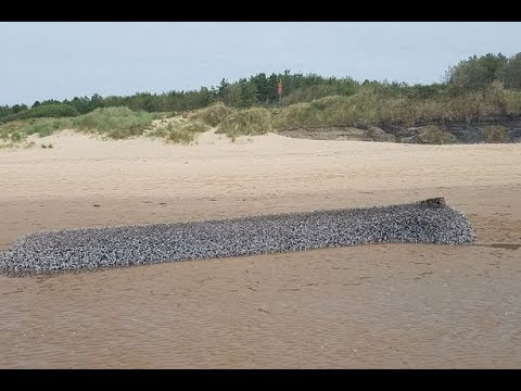 Youtube: Mystery Sea Monster Found Covered In Shells At Beach In Wales
