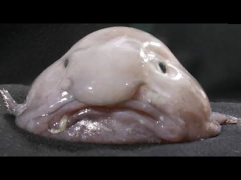 Youtube: Facts: The Blobfish