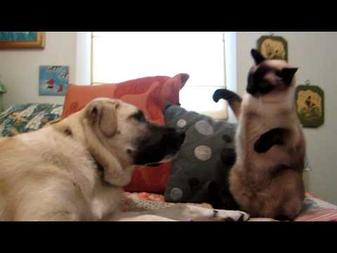 Youtube: Cat boxing dog. Who wins?