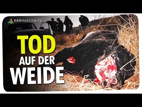 Youtube: TOD AUF DER WEIDE - Das Rätsel der Viehverstümmelungen | ExoMagazin