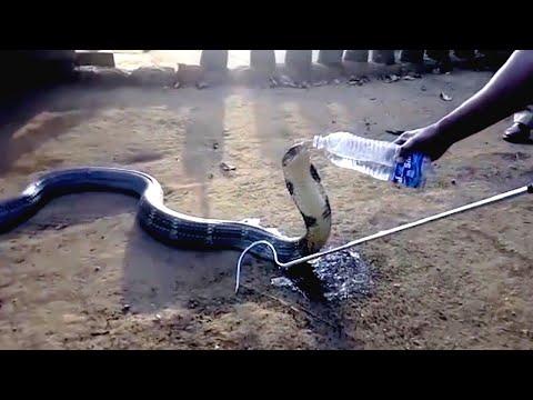 Youtube: Eine sterbende Kobra suchte Hilfe bei den Menschen