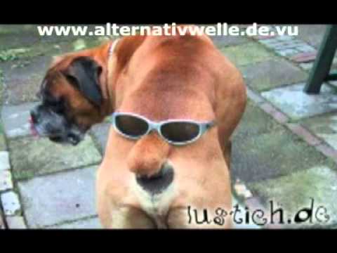 Youtube: Auf den Hund gekommen!