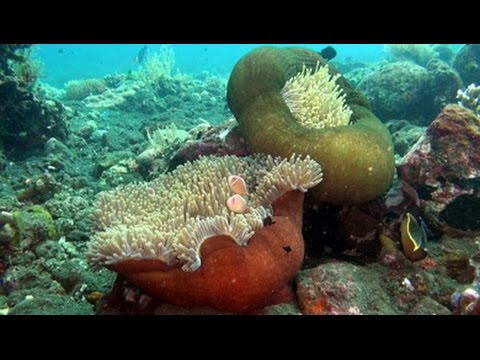 Youtube: Wartezimmer TV - Korallenriffe für Ihre Arztpraxis