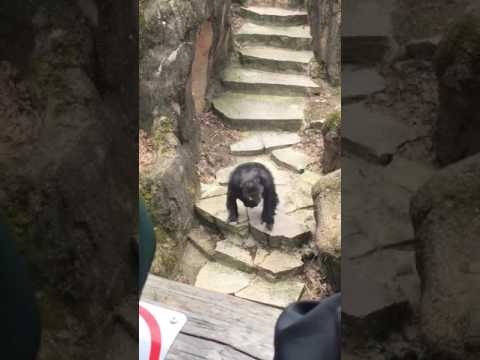 Youtube: It Got Grandma!: Chimp at Zoo Throws Poo in Grandma's Face!