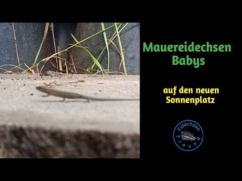 Youtube: Mauereidechsen Babys auf dem neuen Sonnenplatz