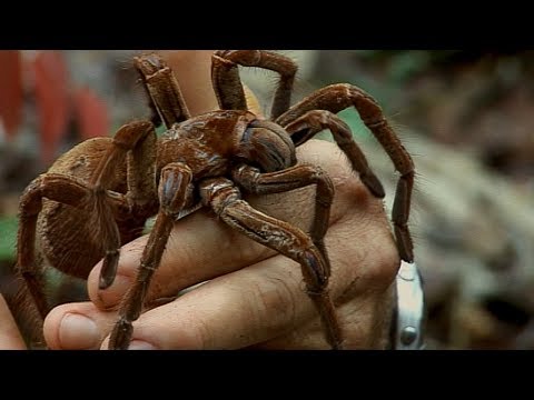 Youtube: Holding a Wild Goliath Tarantula | Deadly 60 | Earth Unplugged