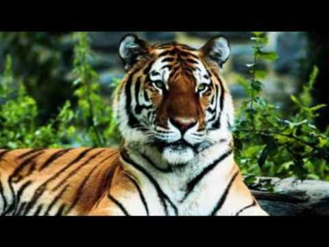 Youtube: Survivor-Eye Of The Tiger