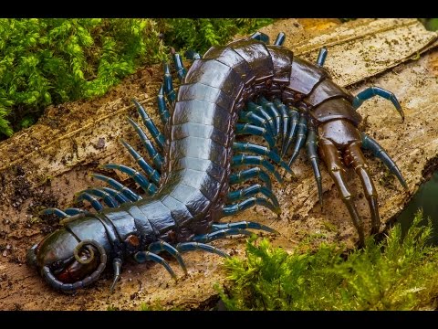 Youtube: Centipede feeding time